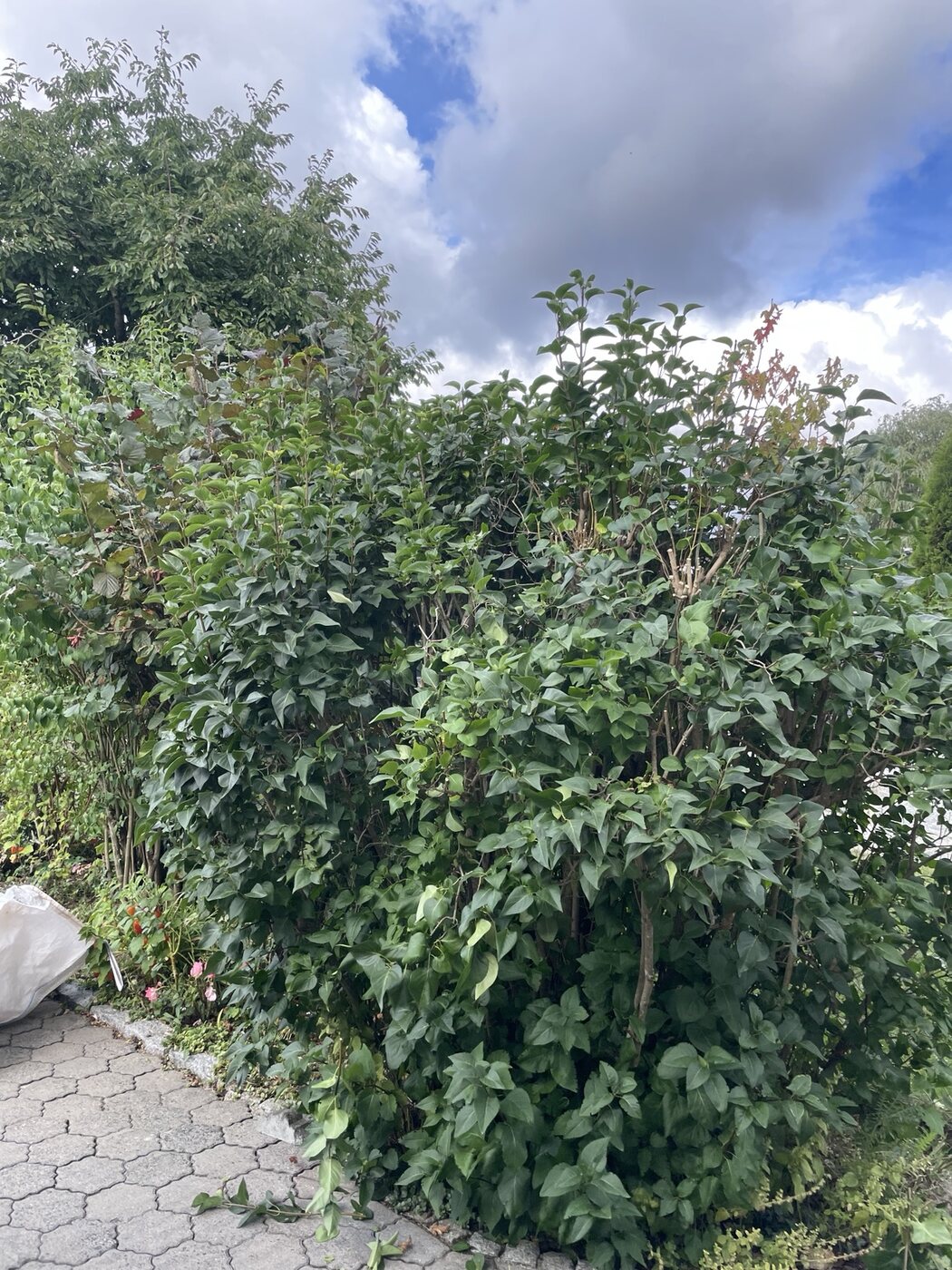 Stark gewachsene Hecke vor der Pflege